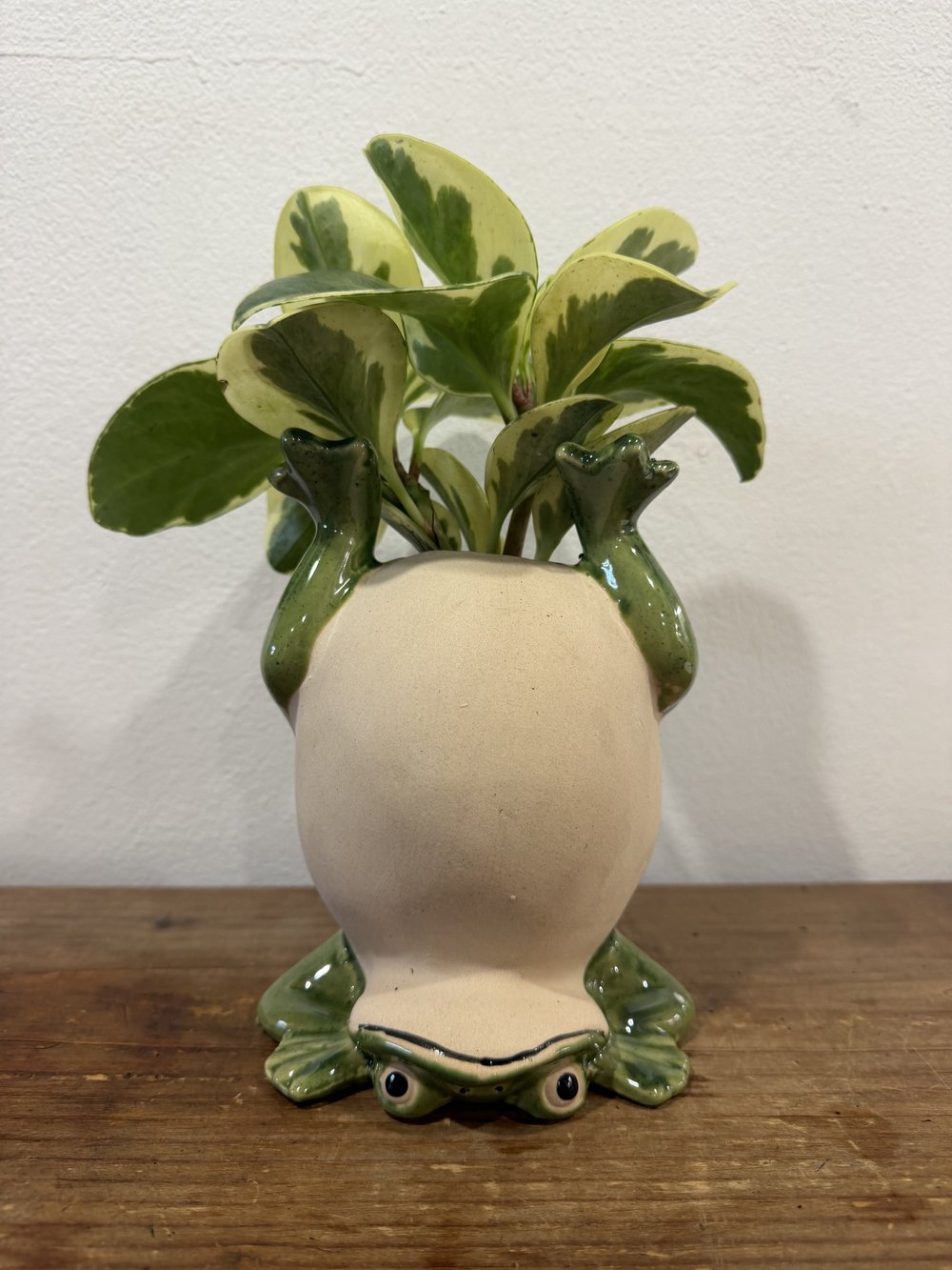 Upside Down Frog with Variegated Peperomia