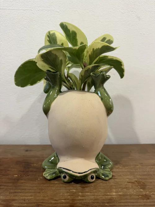 Upside Down Frog with Variegated Peperomia