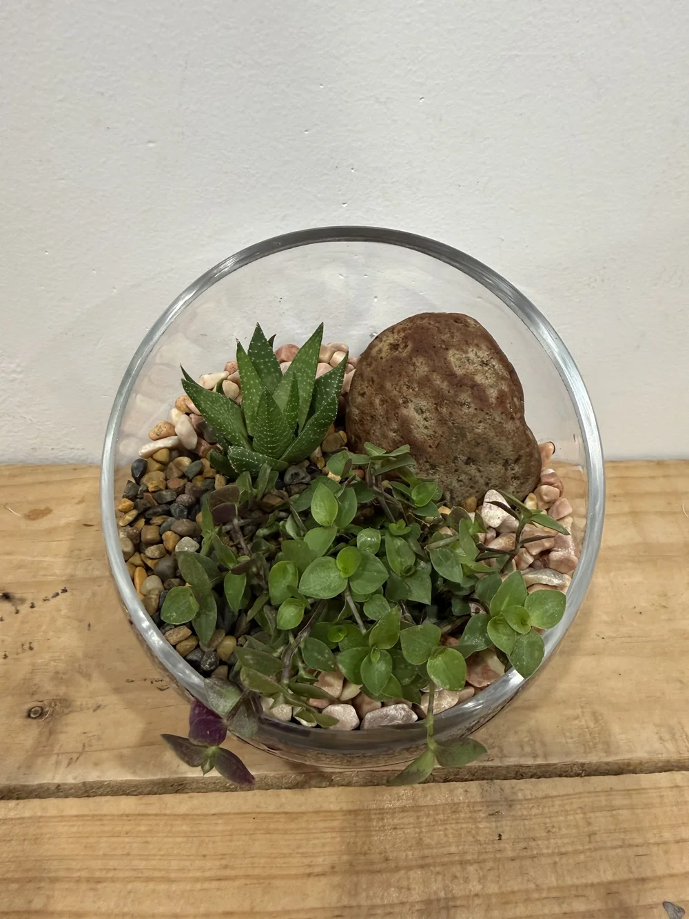 Succulent Terrarium