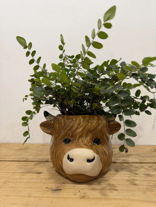 Button Fern in Highland Cow Planter
