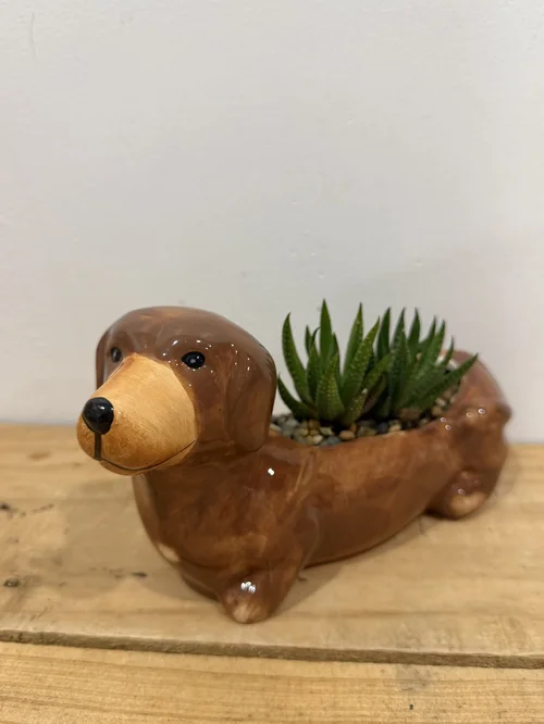 Aloe in Dachshund Pot