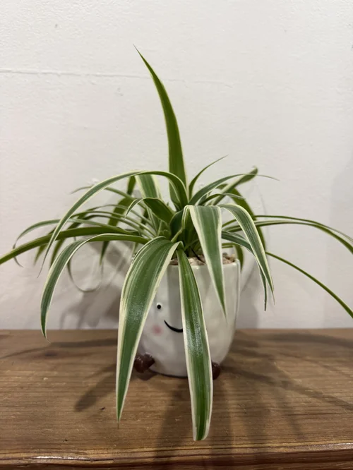 Smiley Ceramic Pot with Spider Plant