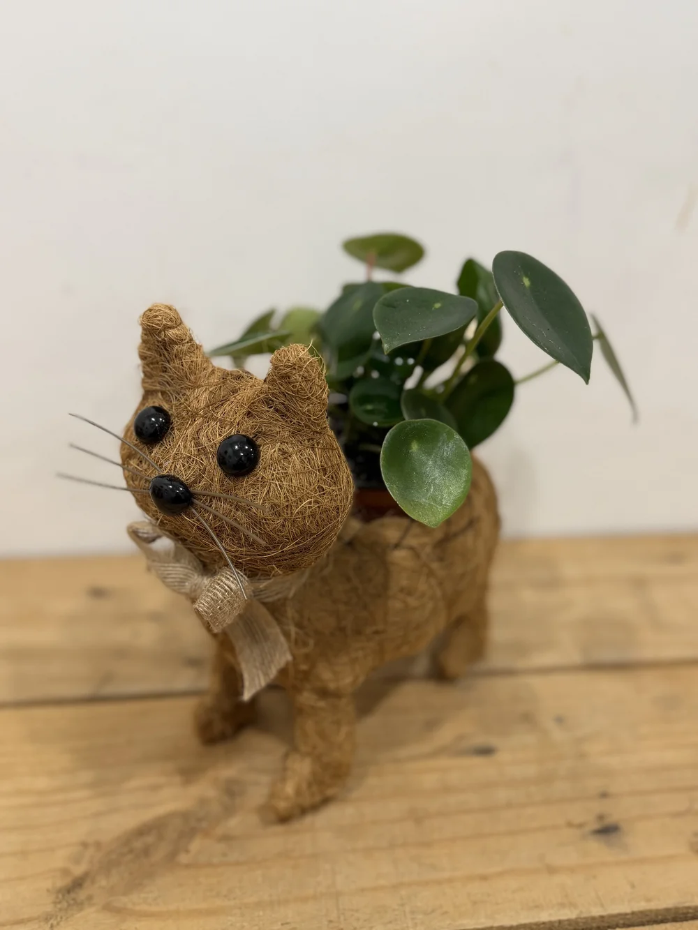 Cat Planter with Peperomia Raindrops