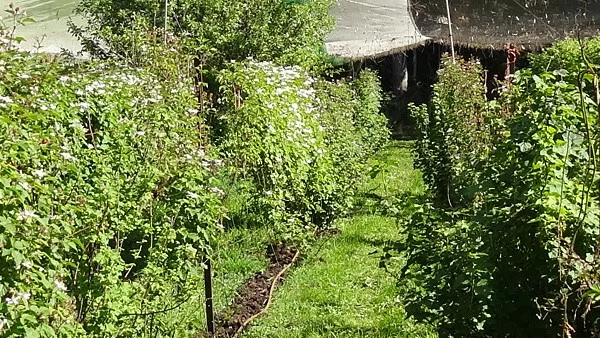 Spring.jpg