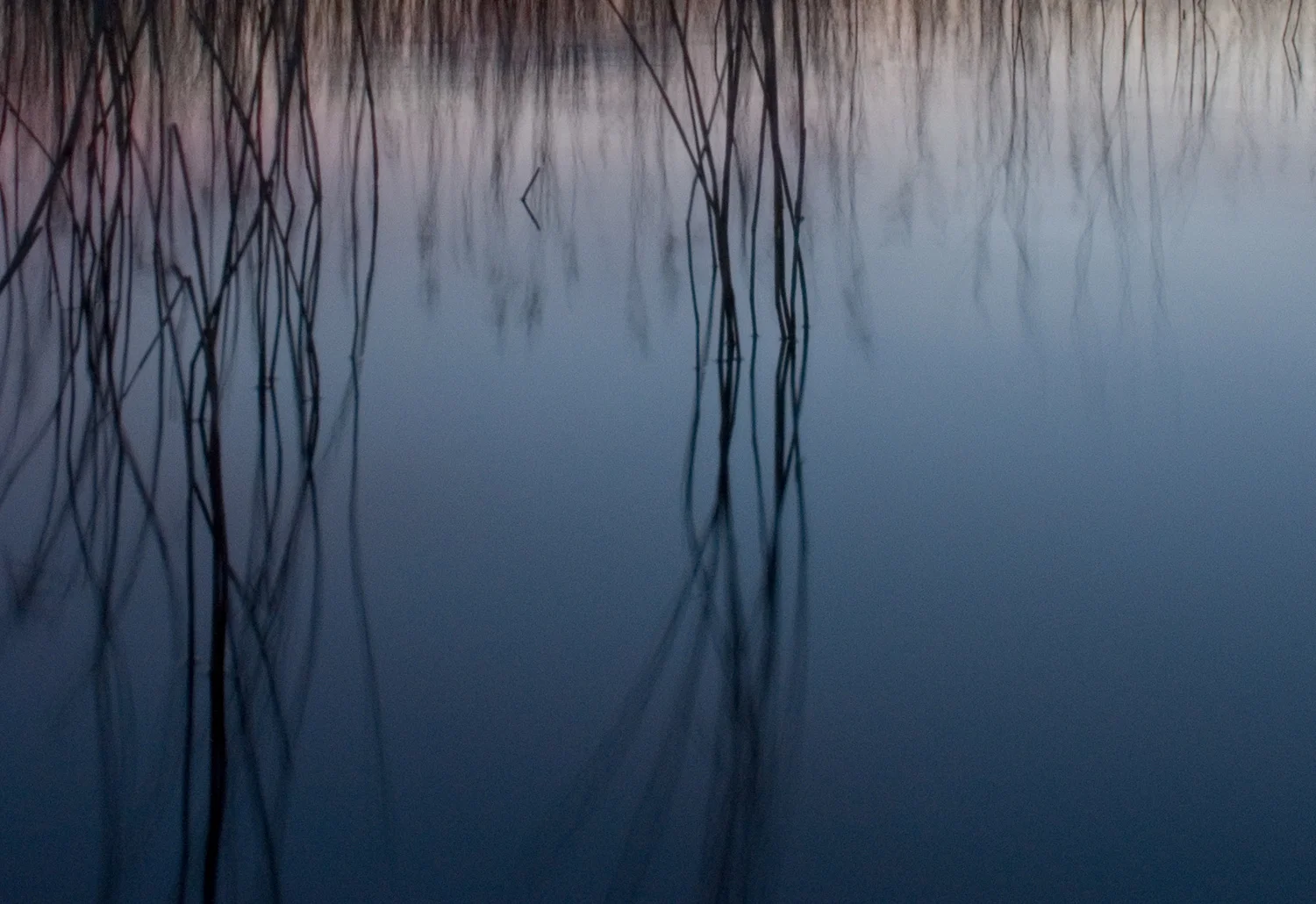  Reeds, Lough Erne 