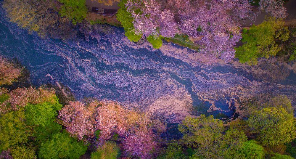 Inokashira Park blossoms © Danilo Dungo