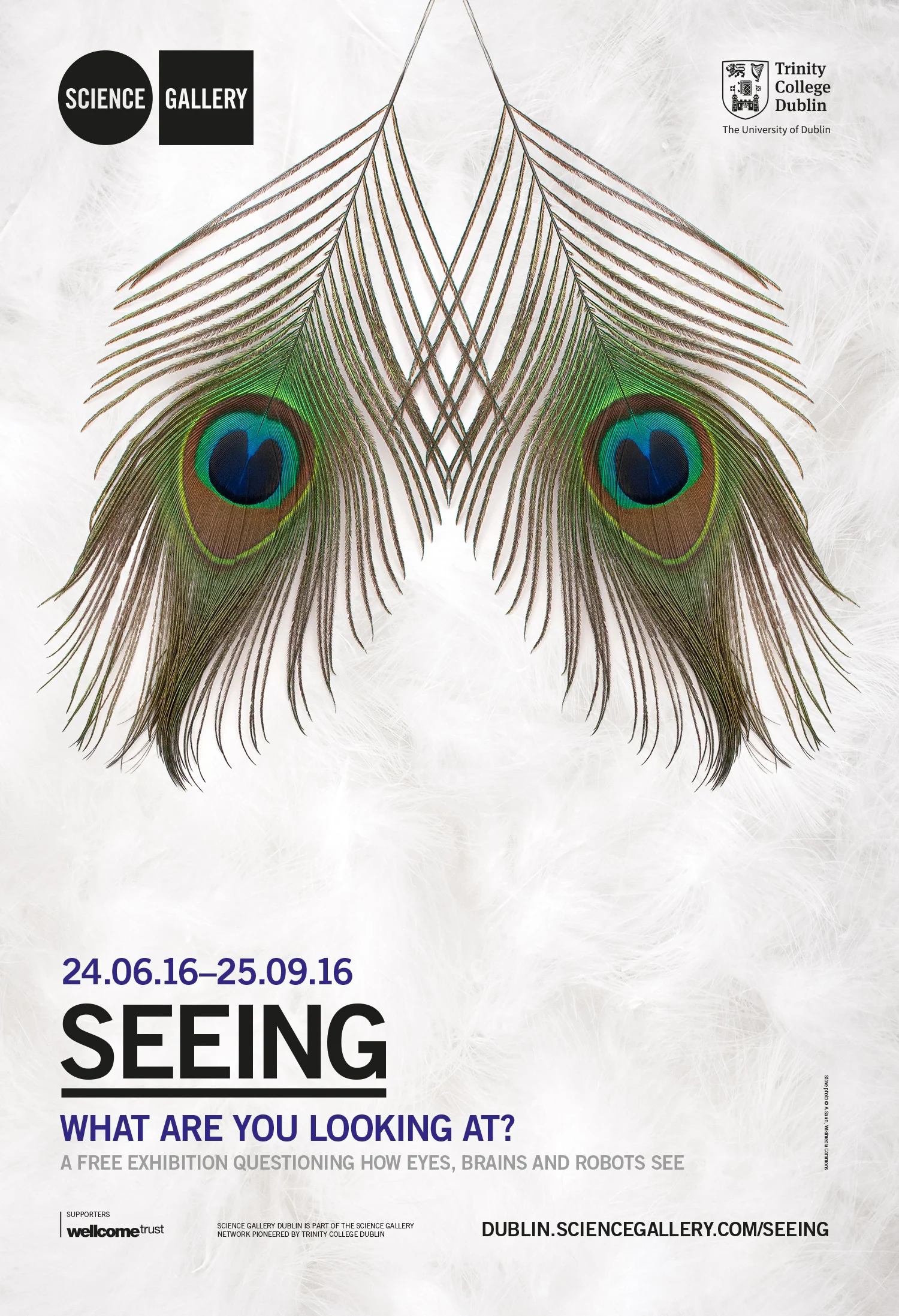 seeing-poster-feathers.jpg