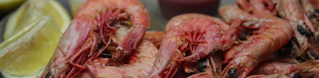 Royal Red Shrimp