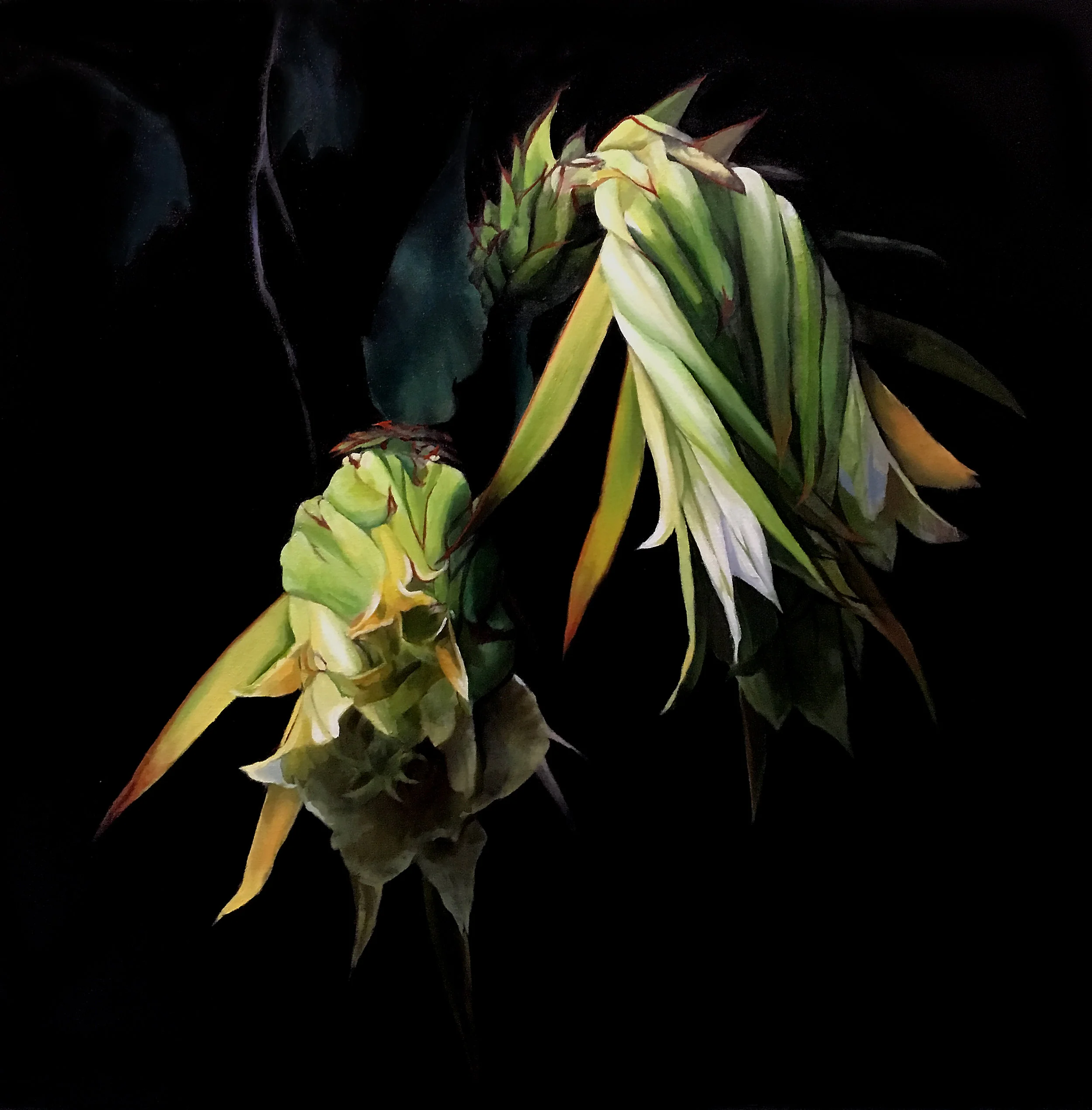 Night Blooming Cereus
