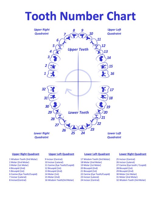 Tooth Number Chart Printable Pdf — Mashup Math