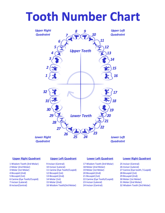 teeth numbers quadrants