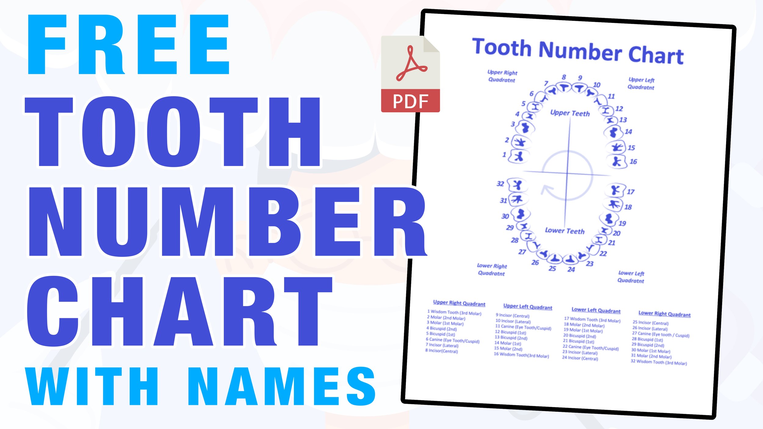 teeth numbers quadrants