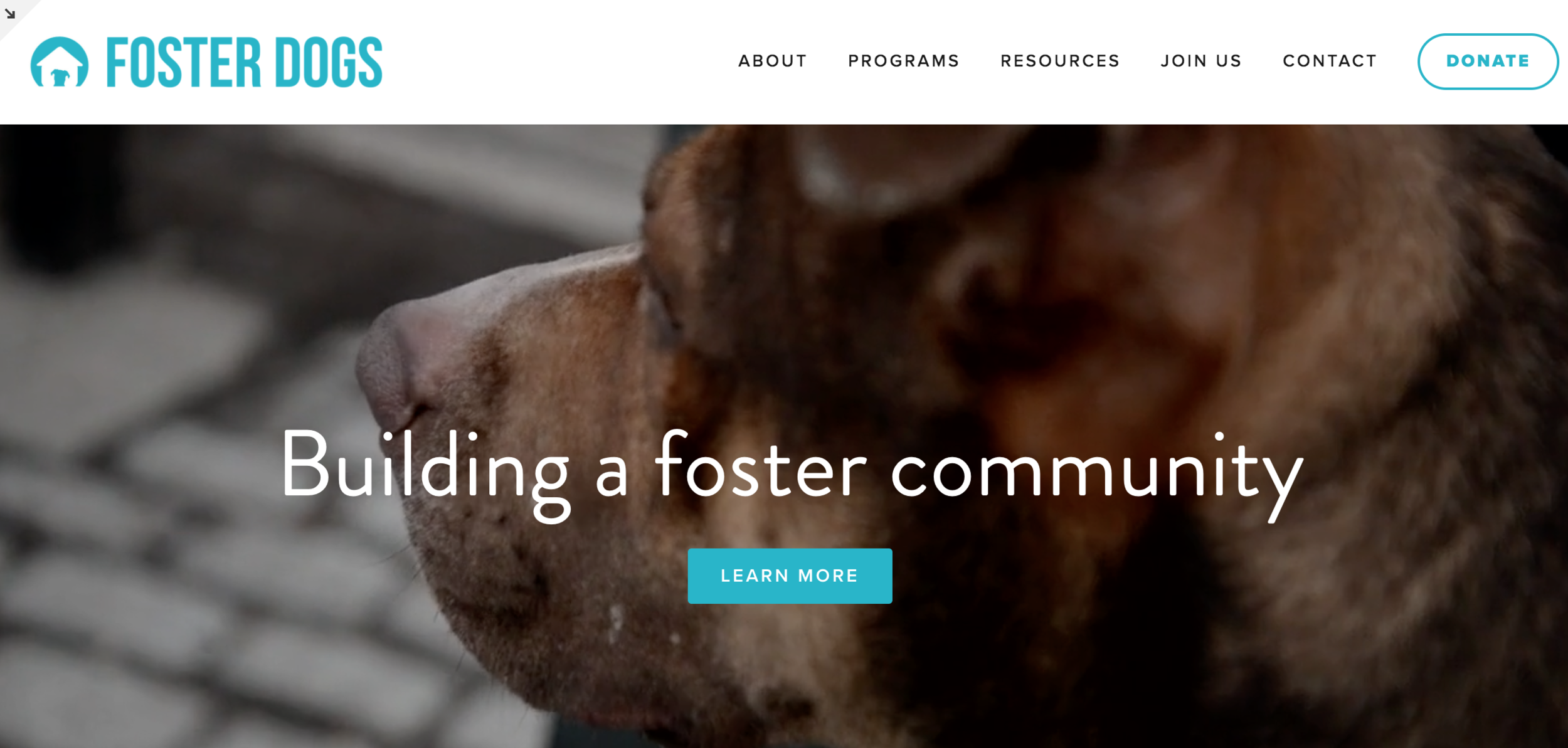  Volunteer photographer, blogger, and social media contributor. Lead writer for website refresh and redesign for  FosterDogsNYC.com . 