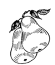 blog_pear.gif