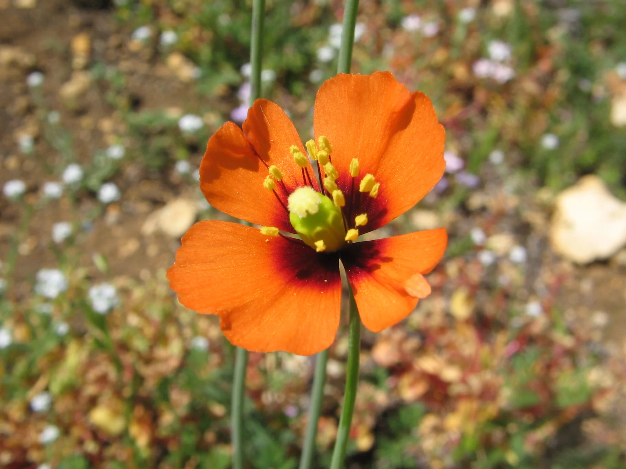 Stylomecon heterophylla1a-Still Parcel, PPCB.JPG