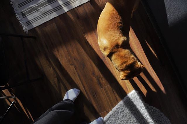 Sunday morning Kaipo, chasing lens reflections around the room.  Cat in a dogs body.
.
.
.
#sharpei #torontosharpei #torontophotographer #canon6dmarkii #canon2470mm