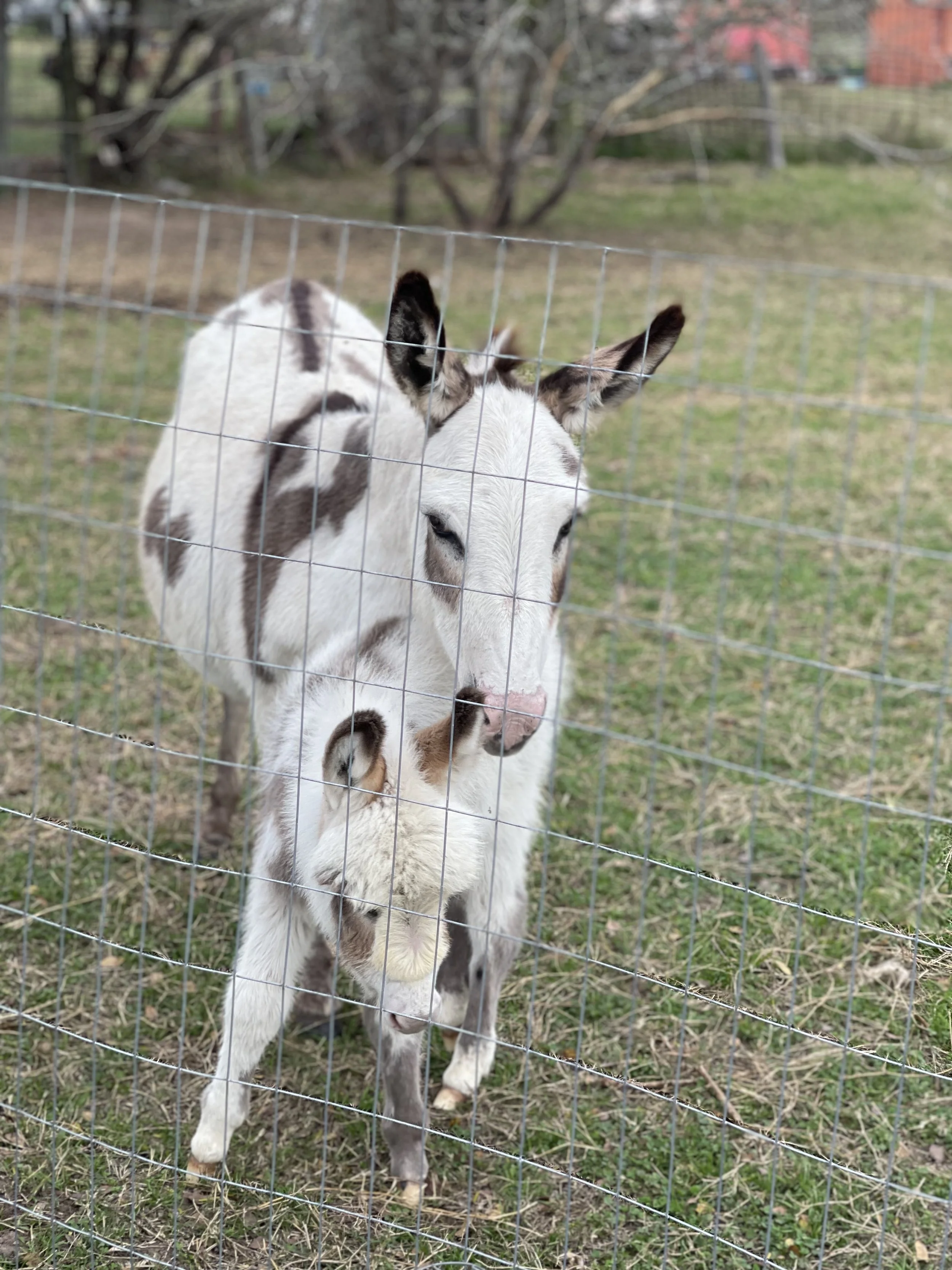 Photos — Welcome to Tiny T Ranch