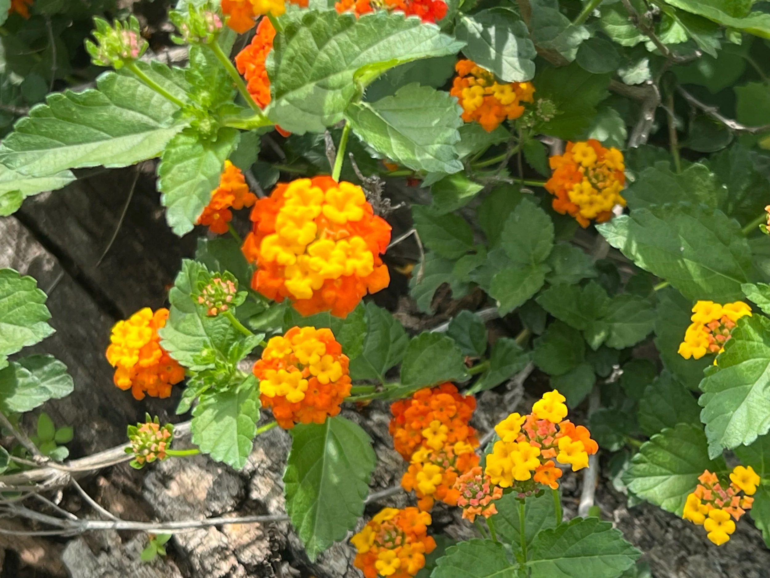 IMG_4727.jpeg