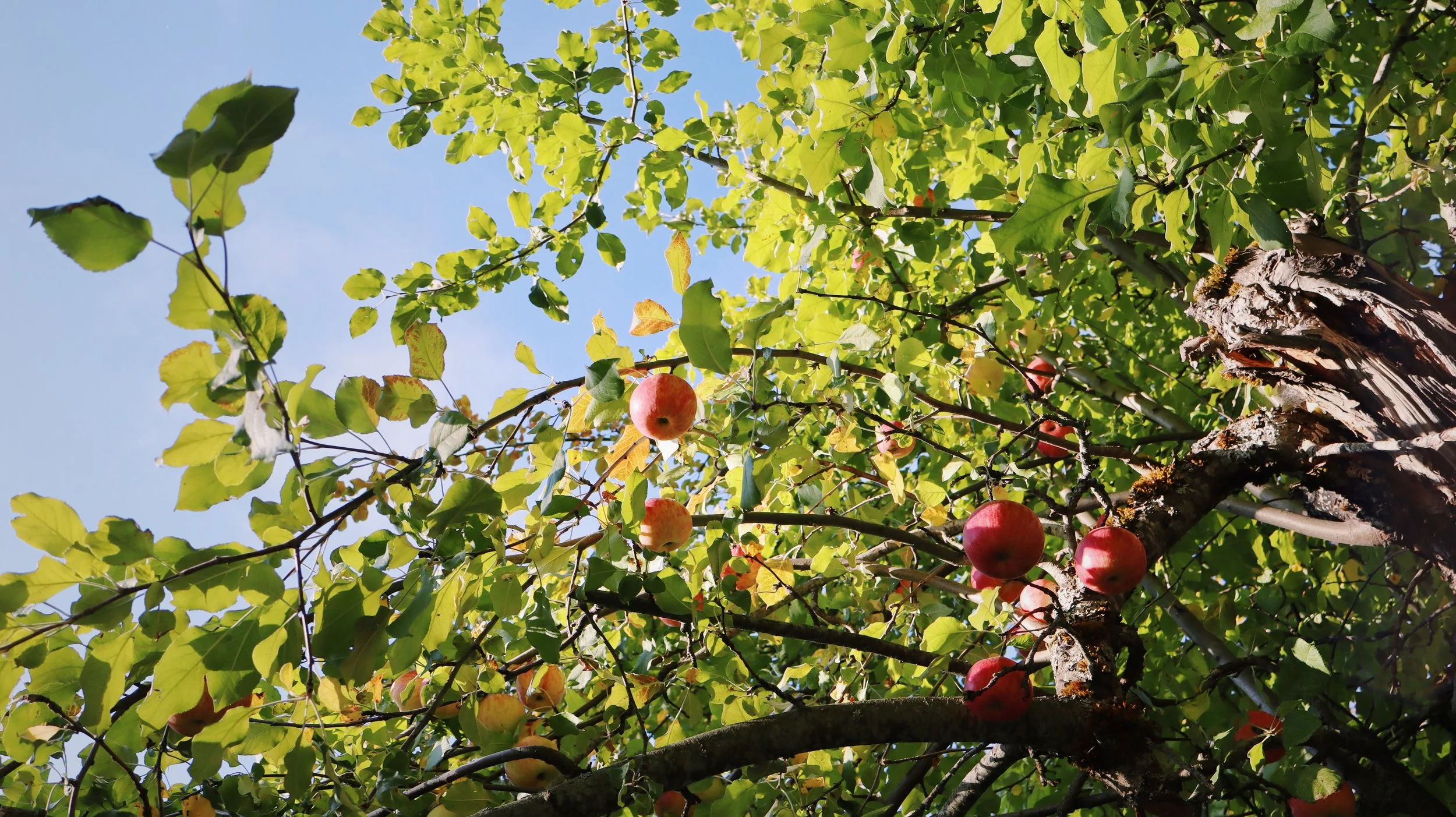 Fruit_202_VSCO.jpg