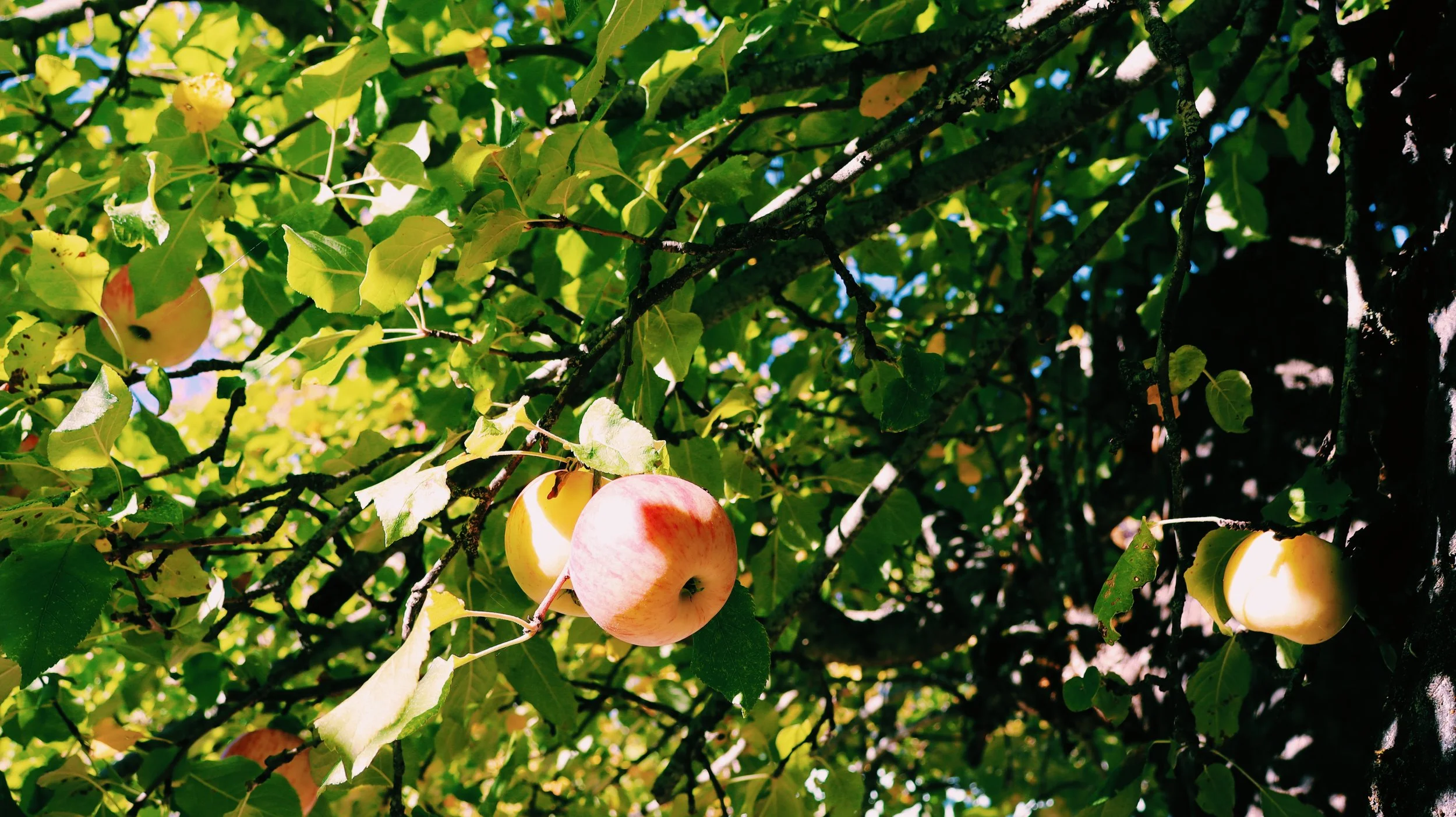 Fruit_205_VSCO.jpg