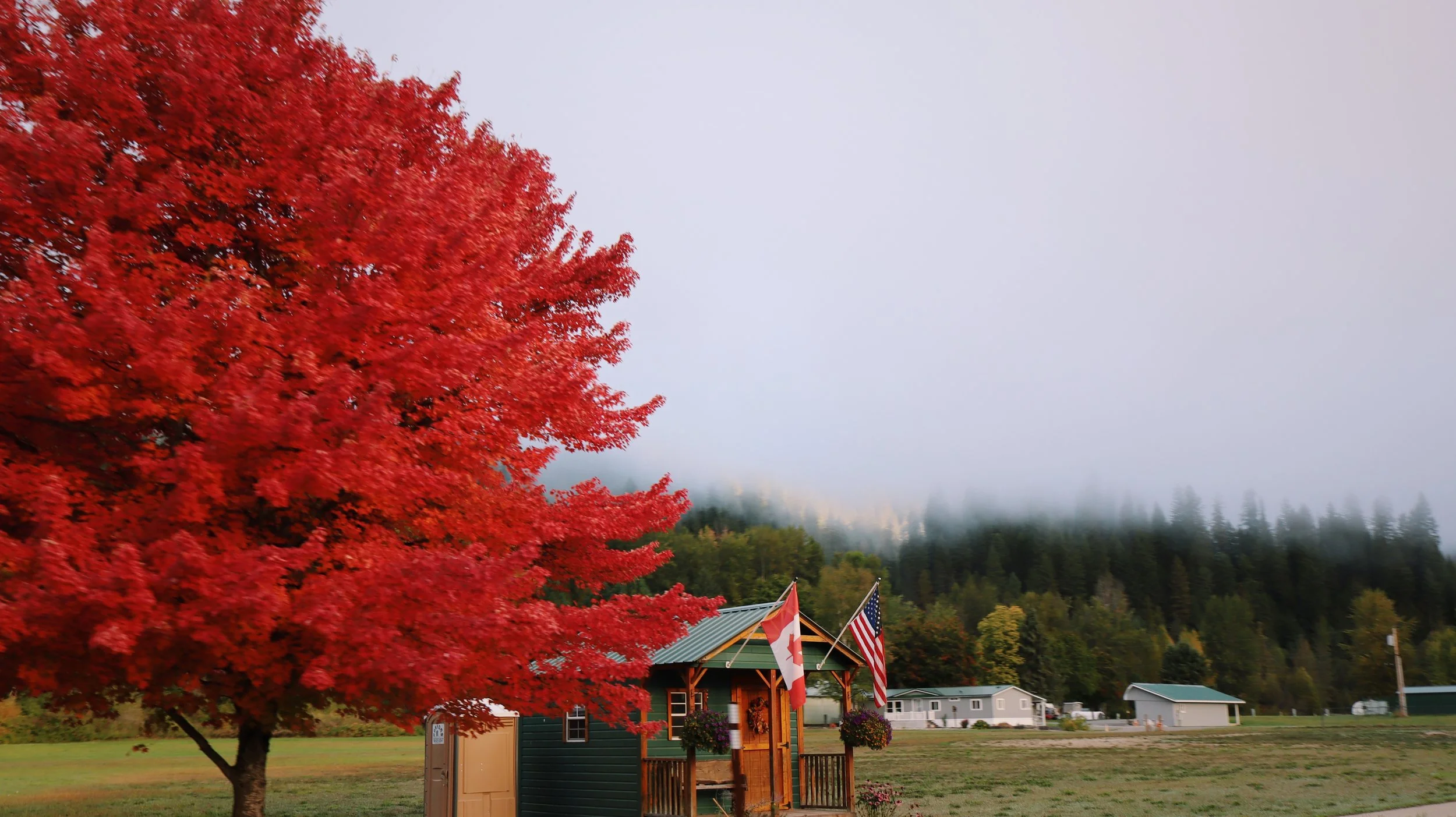 Trees_202_VSCO.jpg