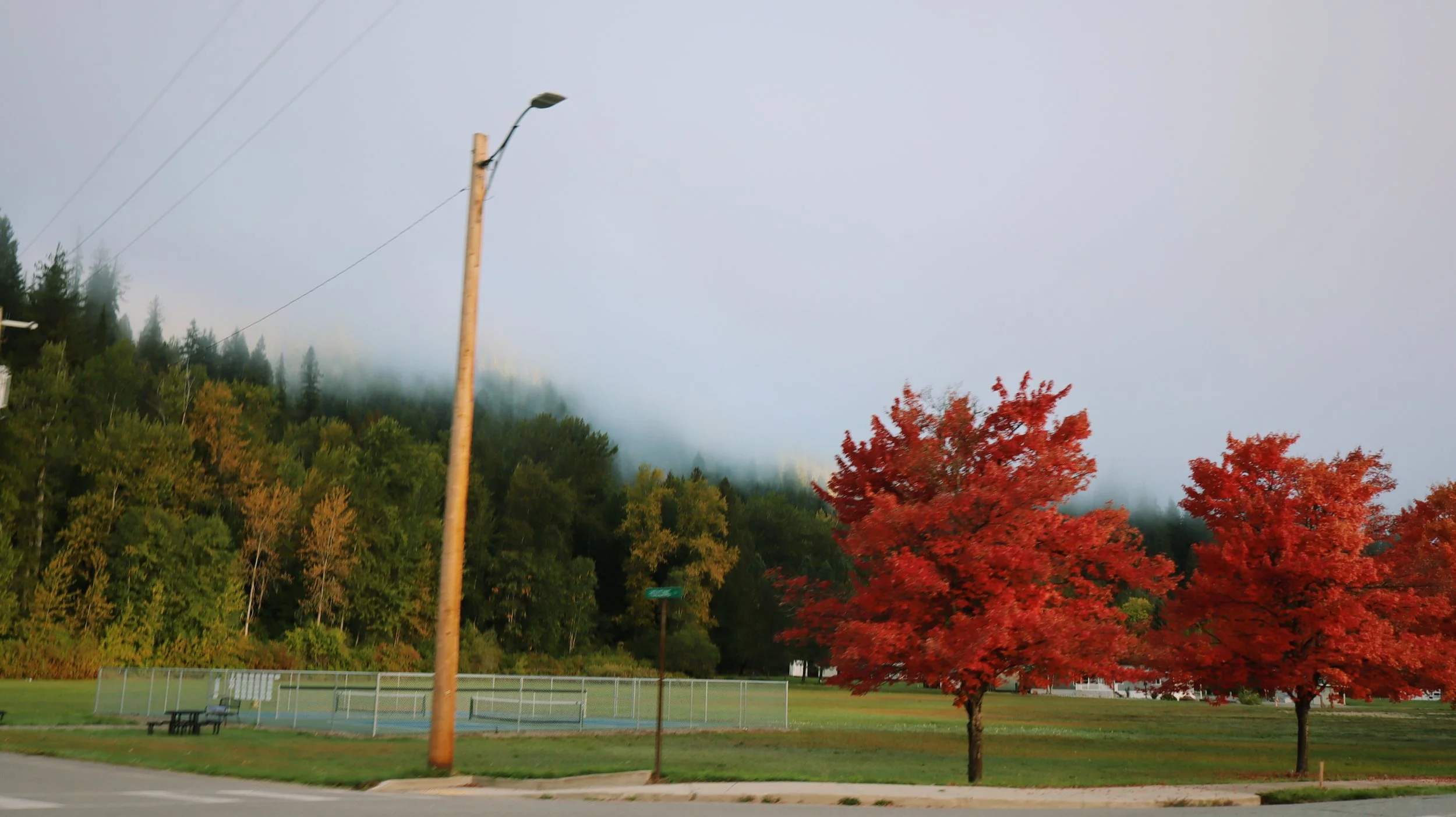 Trees_VSCO.jpg