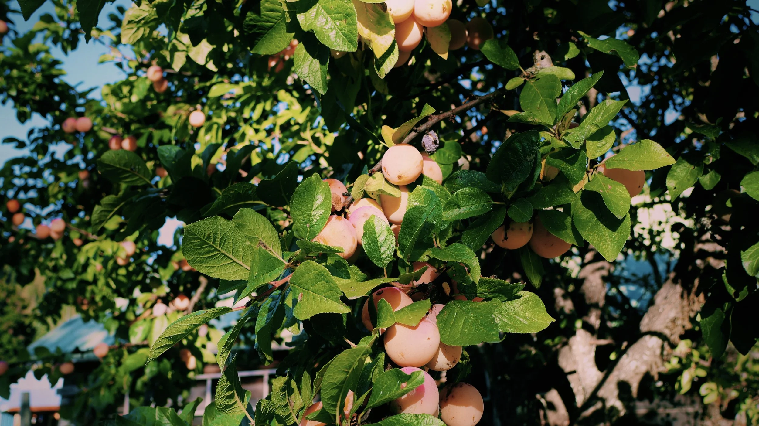 Fruit_VSCO.jpg