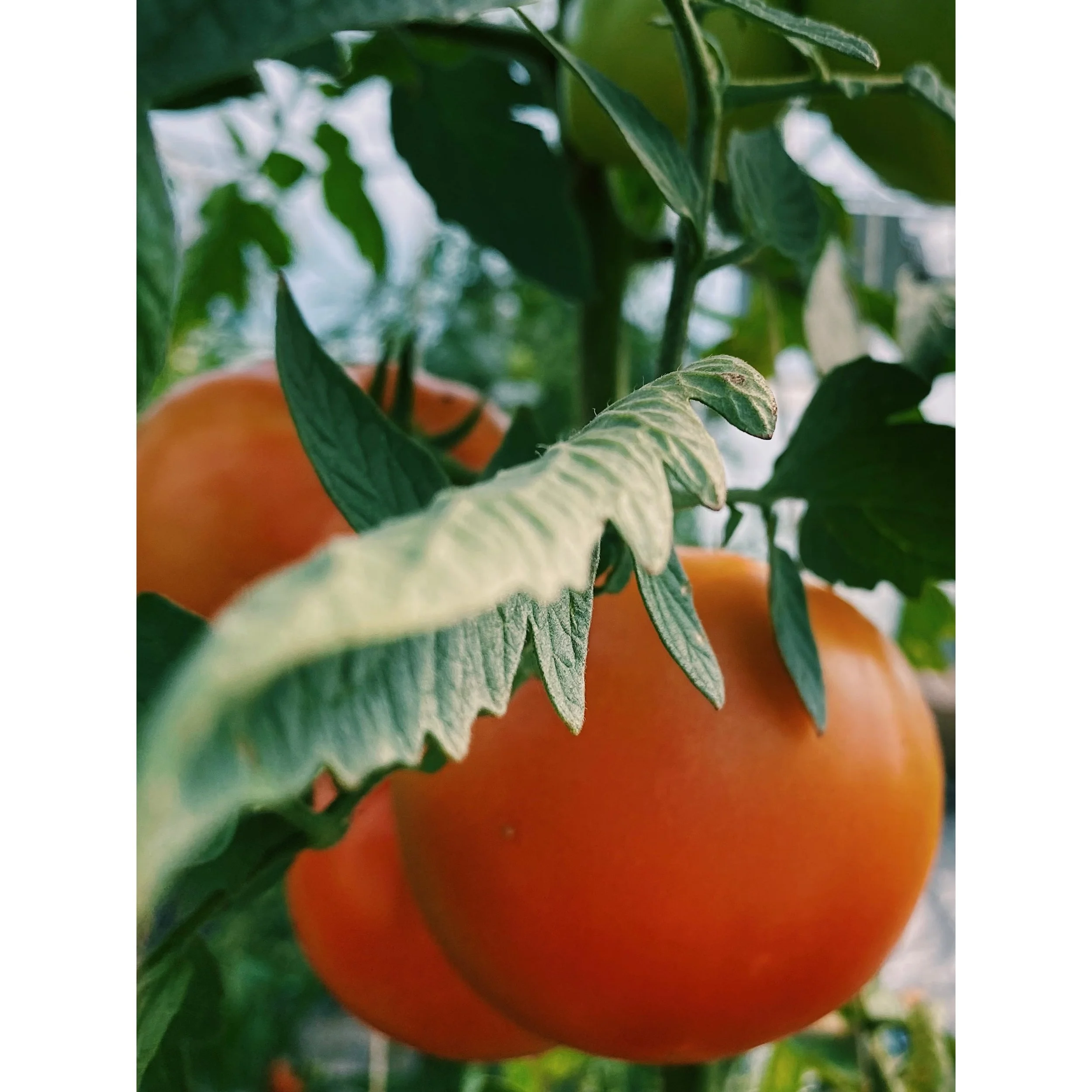 photo-output_2.jpg