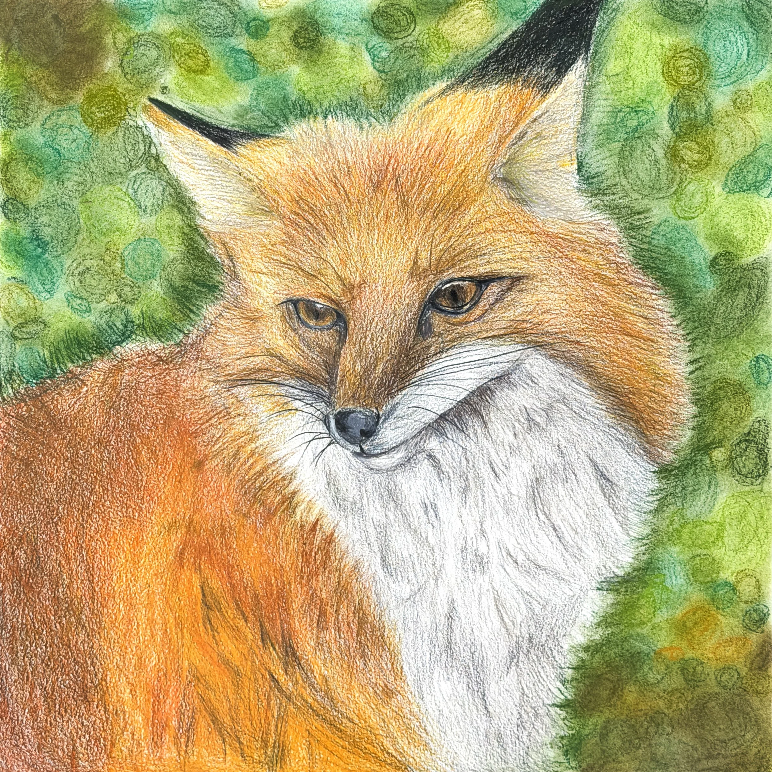 A Fox Wrapped in Forests Light.jpg