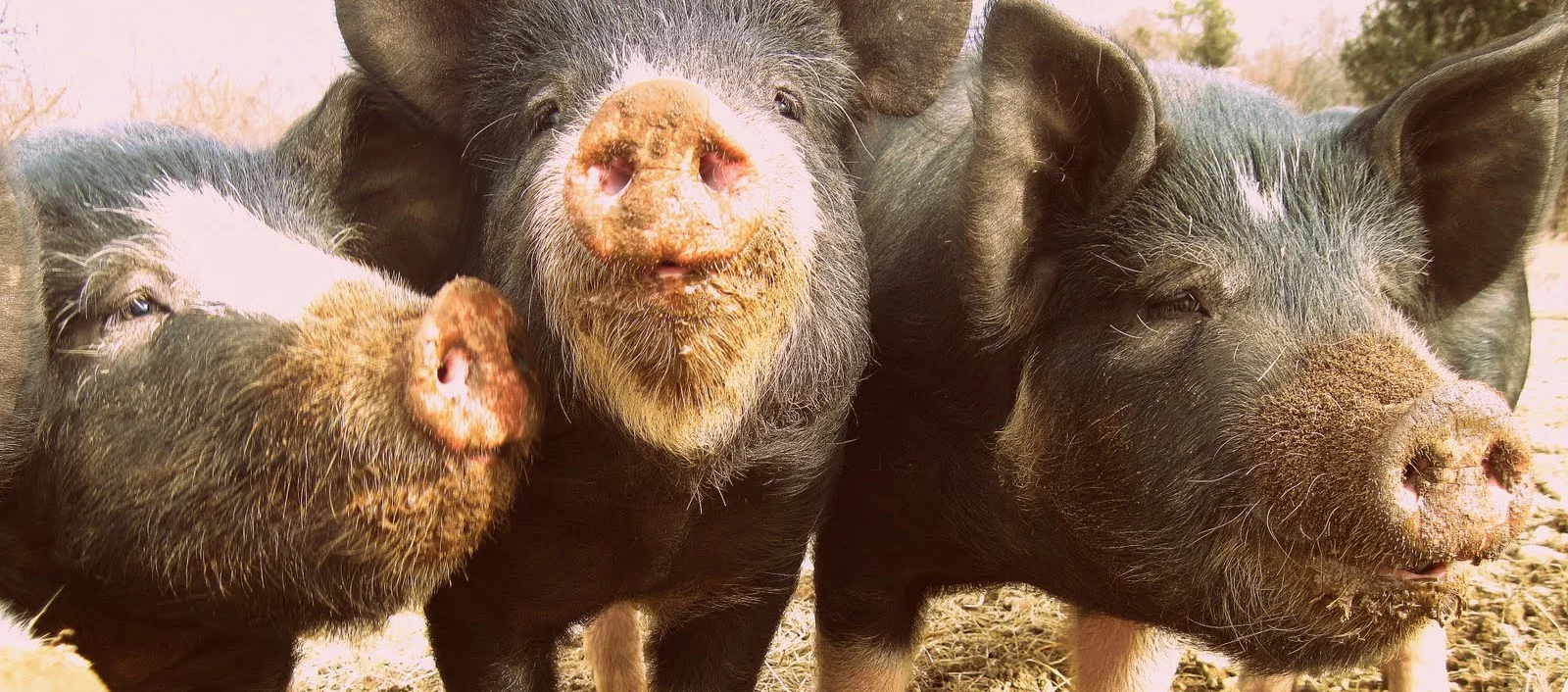3 pigs (cropped).jpg