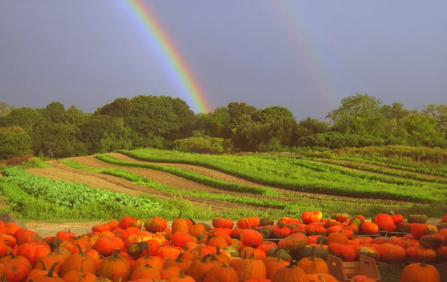 pumpkins rainbow.JPG