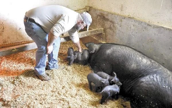 Cape Cod markets feature locally grown pork - Cape Cod Times