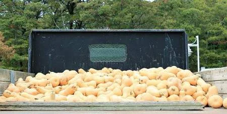 Food day gift: a ton (literally) of squash - Cape Cod Times