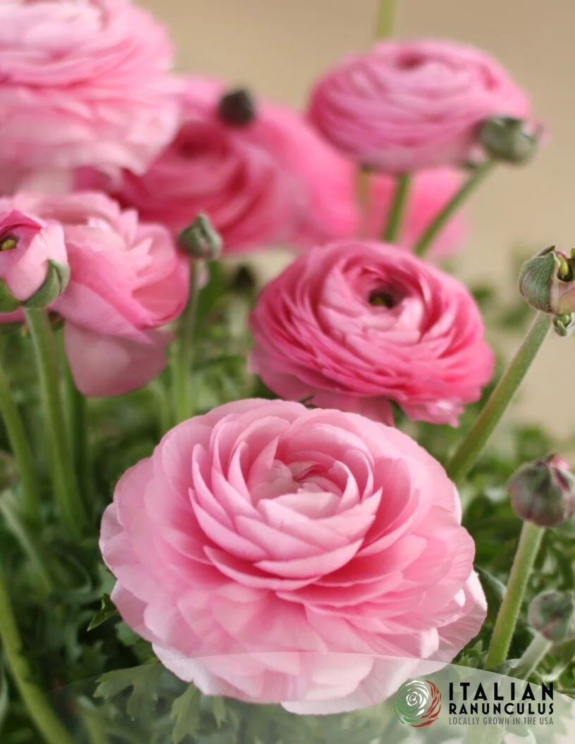 Ranunculus: Rosa Pink