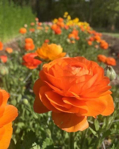 Ranunculus: Clementine