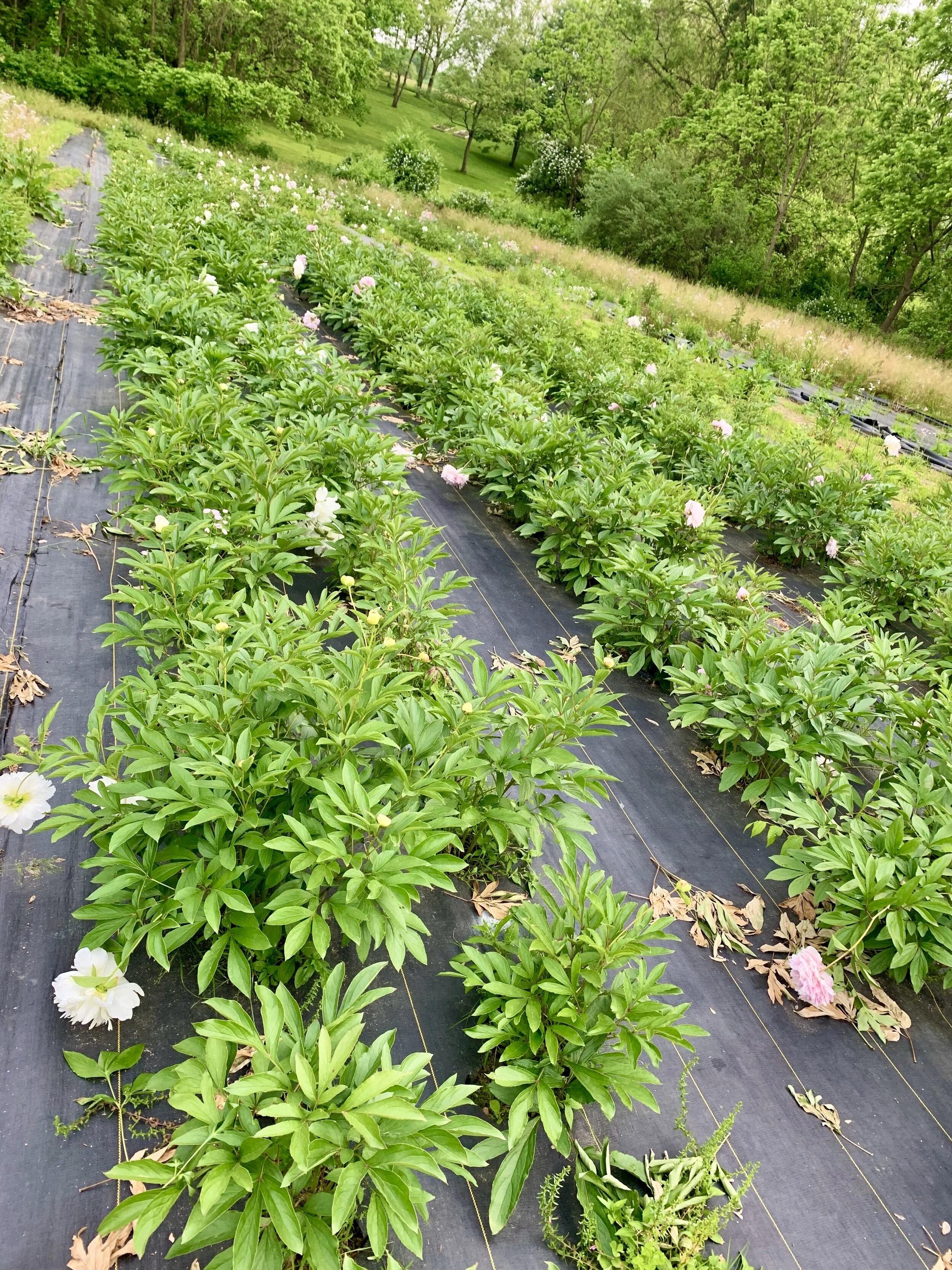 EE2C55CB-6938-49C9-BABE-4F5BF03619C3