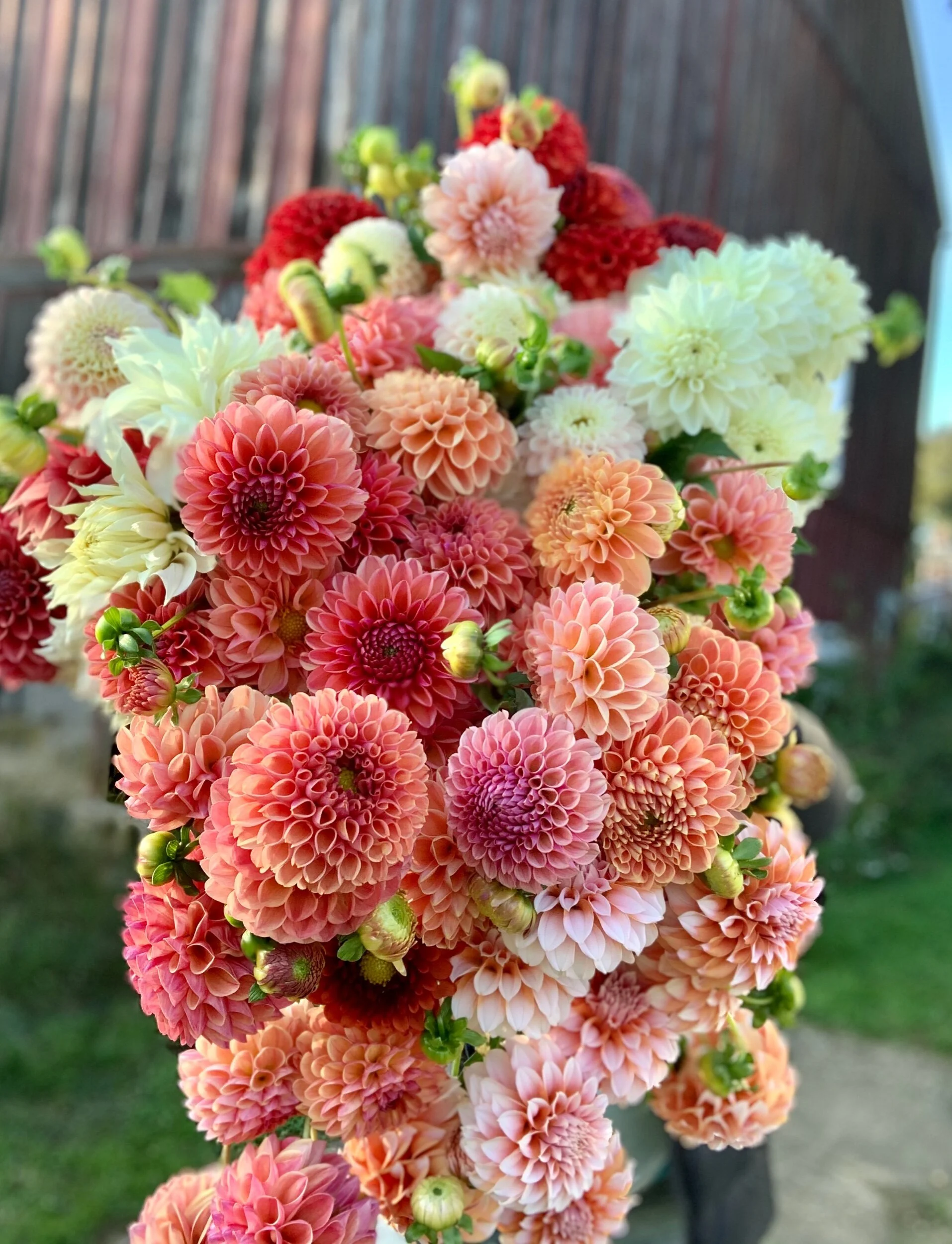 D3C8AA52-DB1B-454B-8D79-8BA94AA2AF7F