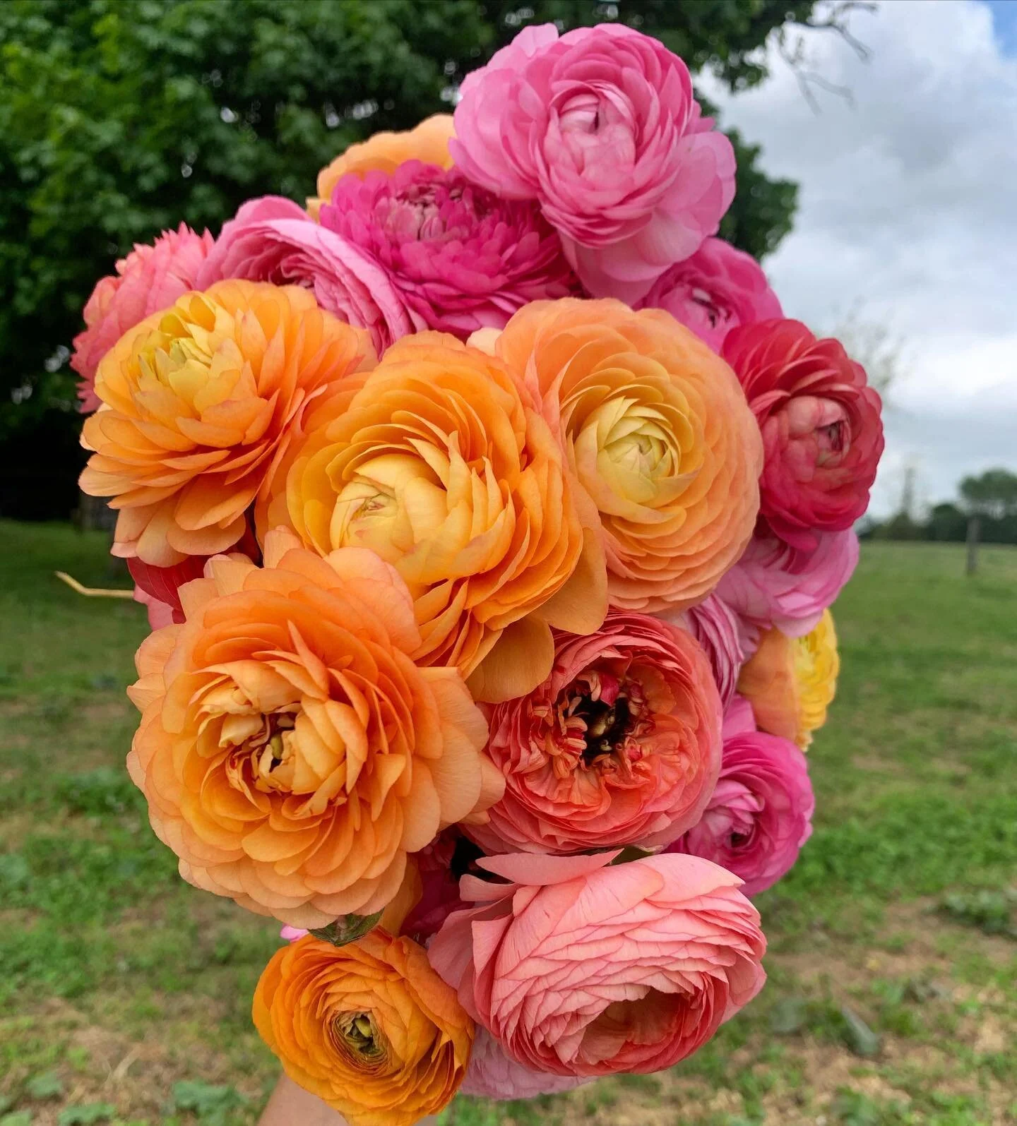 Not too long now! Before we know it -I  will be hauling buckets out and cursing the exuberance with which I planted over 3500 corms this year. But the result is just so darn pretty. For my zone 6bers- Last chance to plant is pretty much around now. G