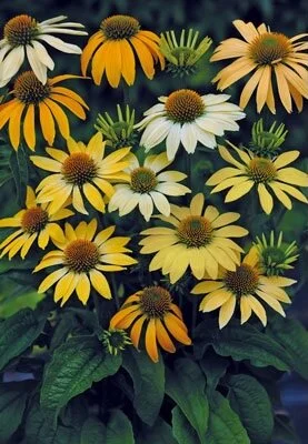 8990CB76-C155-4CCF-956A-C751B774084F