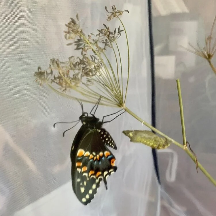How to Raise Butterflies Indoors