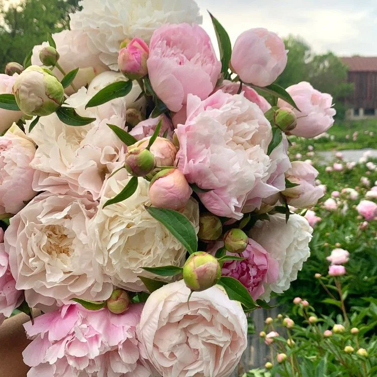 How to Grow Peonies in our 6b Climate