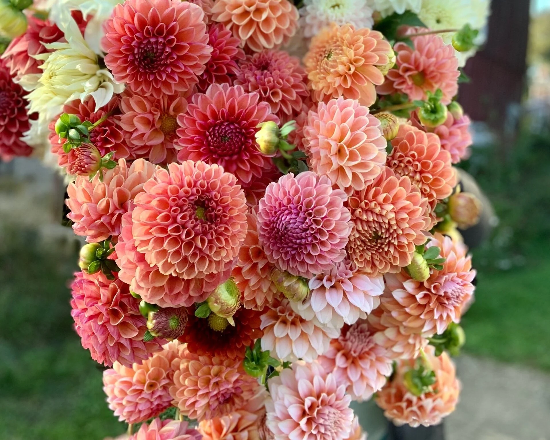 2026 Dazzling Dahlia Share: 3 Weeks of Flowers (Aug-Sept)