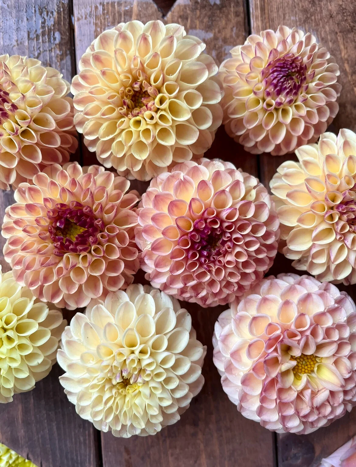 5990D5A6-8CDC-4878-B3C5-CC926519C785