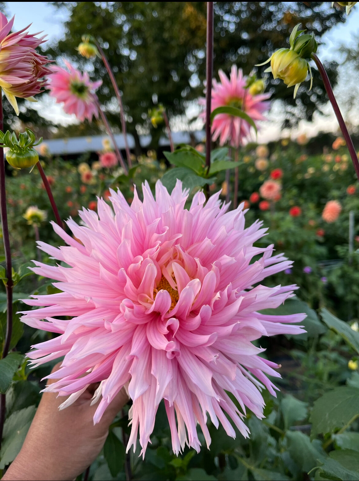 45AE77C7-E348-4490-8A96-8520EC2BD3D3