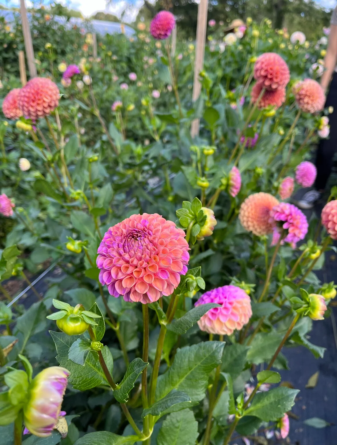 B64A08B0-656E-486E-8D06-D3674093B3F0