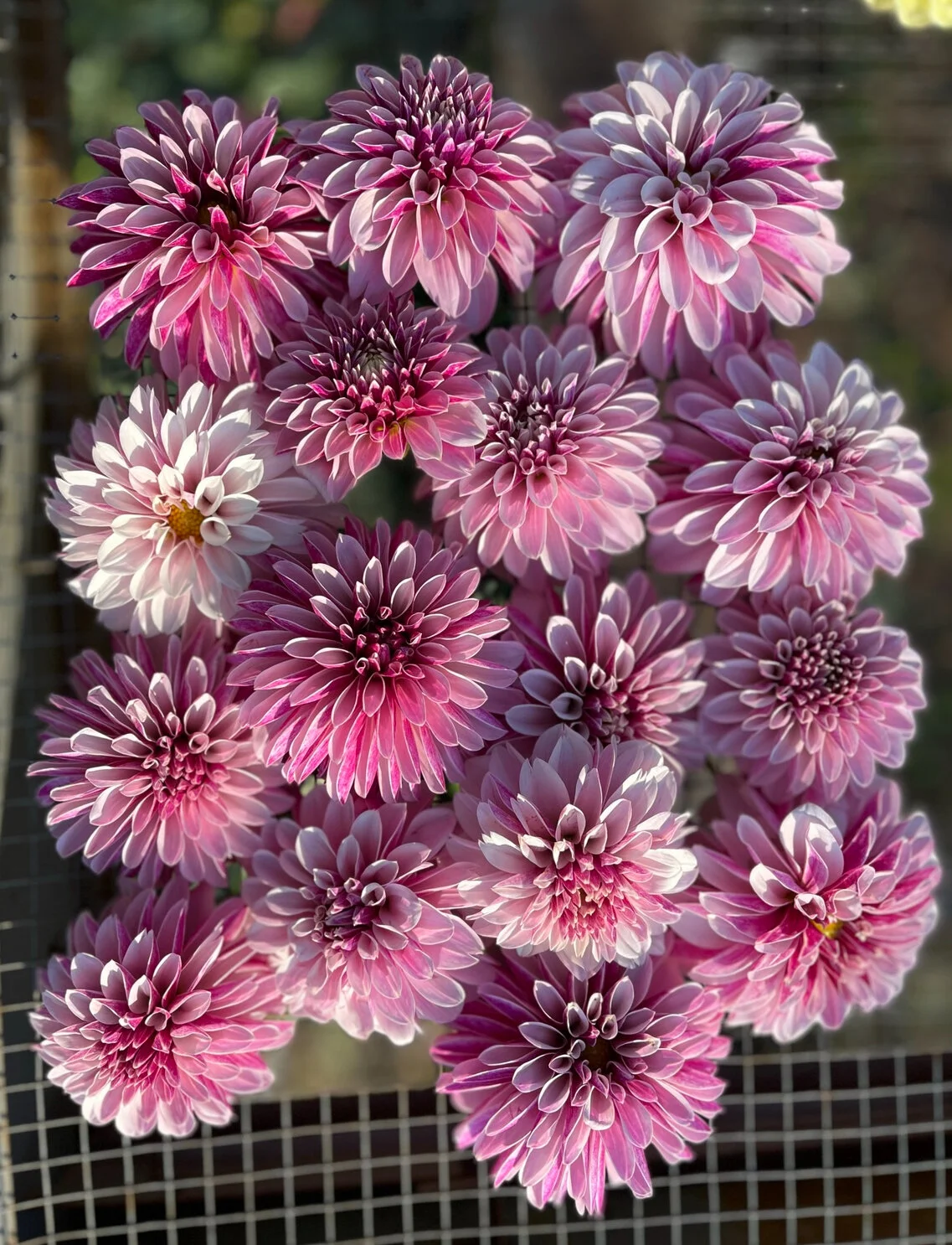 DB14E9F5-D963-4B76-A7BC-14B72849367A