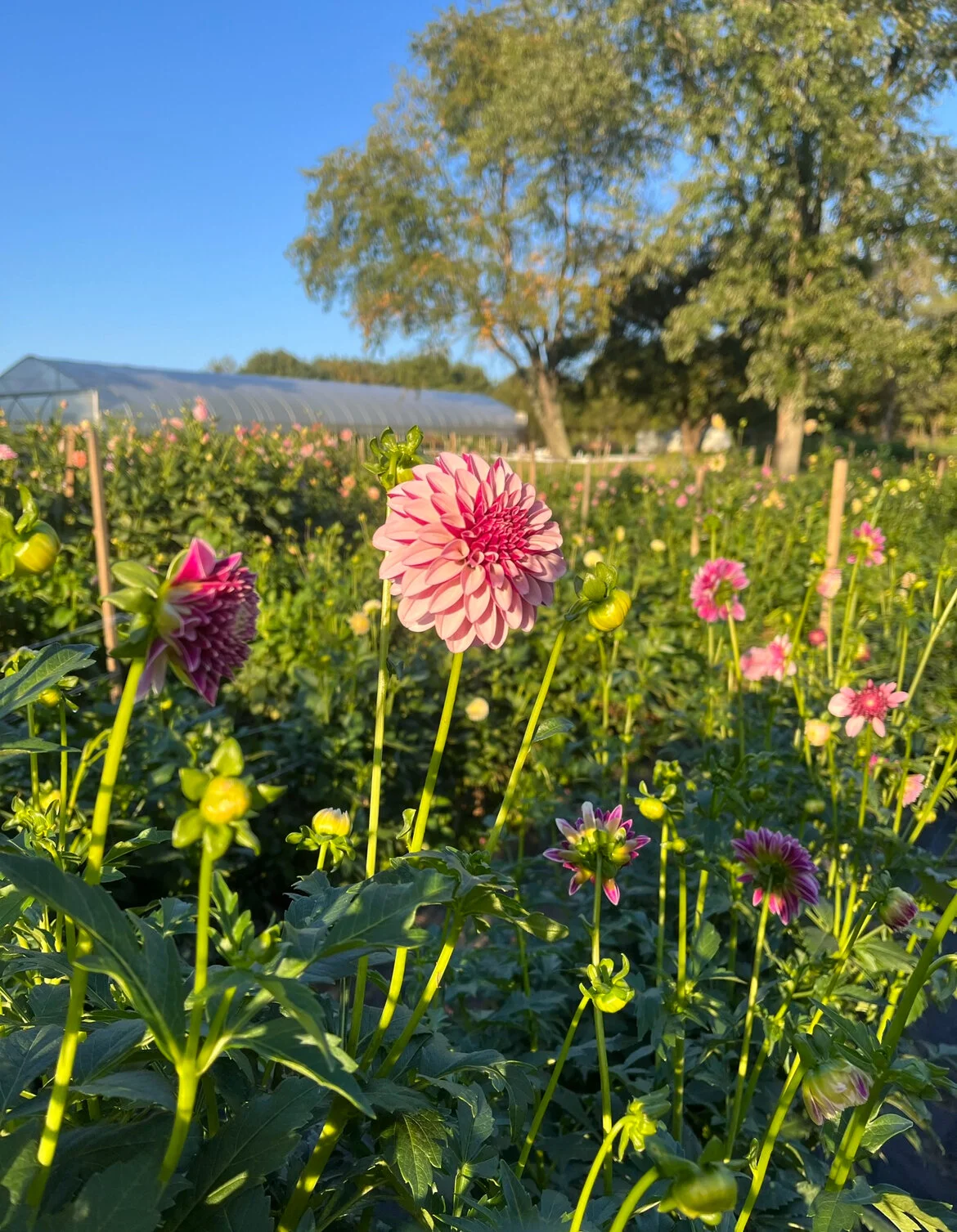 34630CAE-DF58-4552-856D-DA5208A785D7