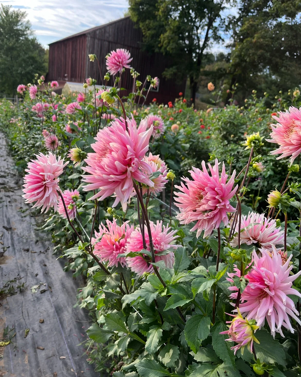 4C5A0B5E-9F0D-4F0E-AD44-350D3B130380