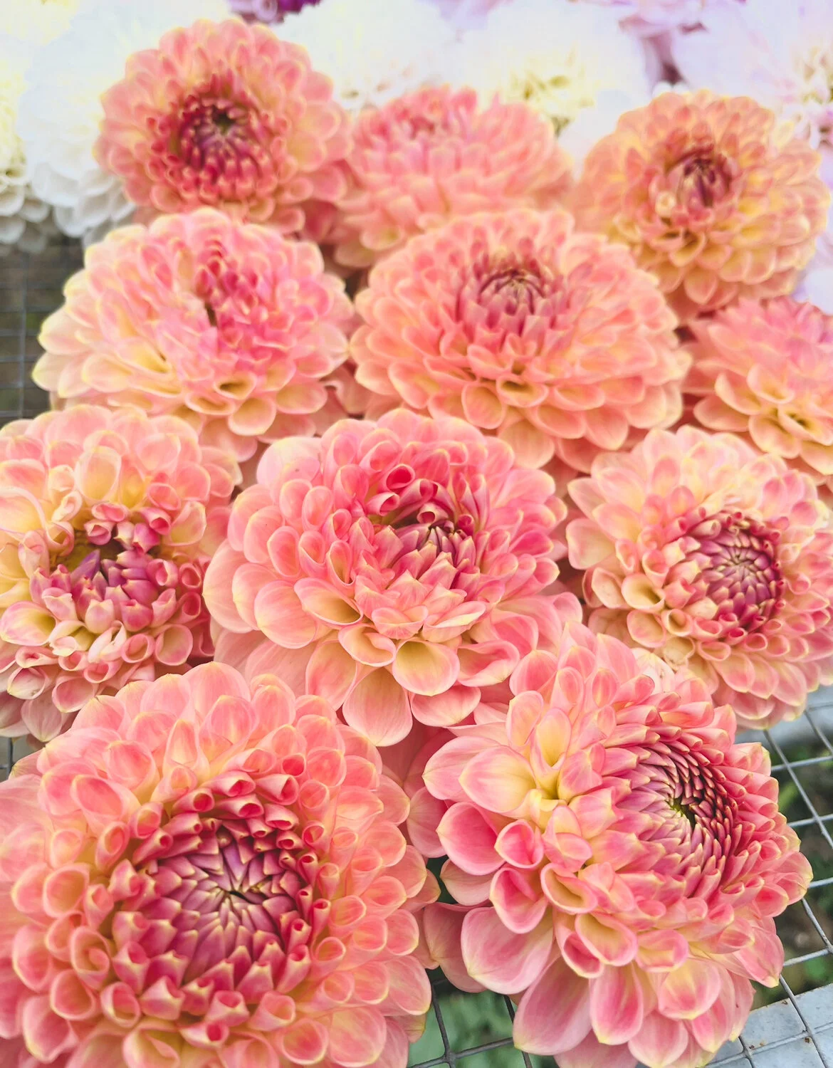 6B1968BF-3C22-4EA9-BFC9-A4D967B503D5