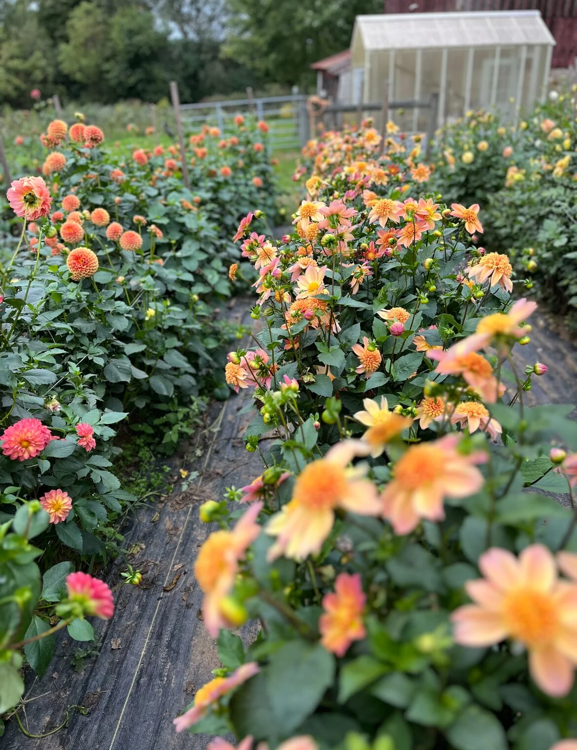 DEC90721-7FC5-4C4D-8723-9317C7F28029